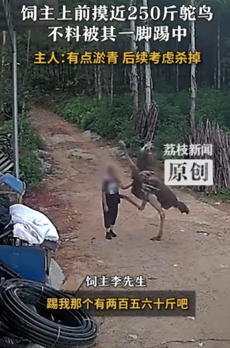 养不熟还能煮不熟吗！”广西贺州，一男子在院子里抚摸了一下养了3年的鸵鸟，结果鸵鸟