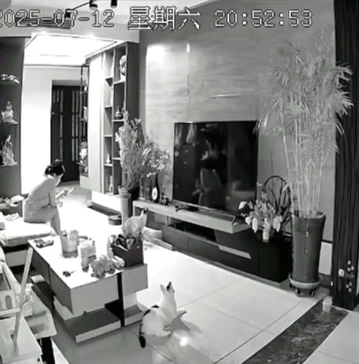 山东，一女子和两只猫咪在自家客厅里坐着，本是很平静的一幕，但这期间两只猫咪似乎察