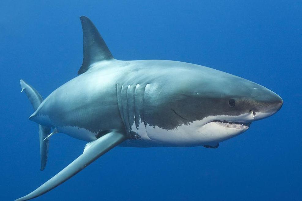 一小网红来大姨妈但坚持下水去和鲨鱼合影，结果因为有血腥味被咬了！当地医院处理草