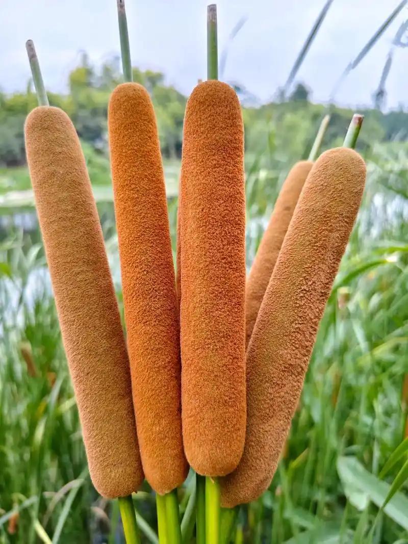 经常用这个止血