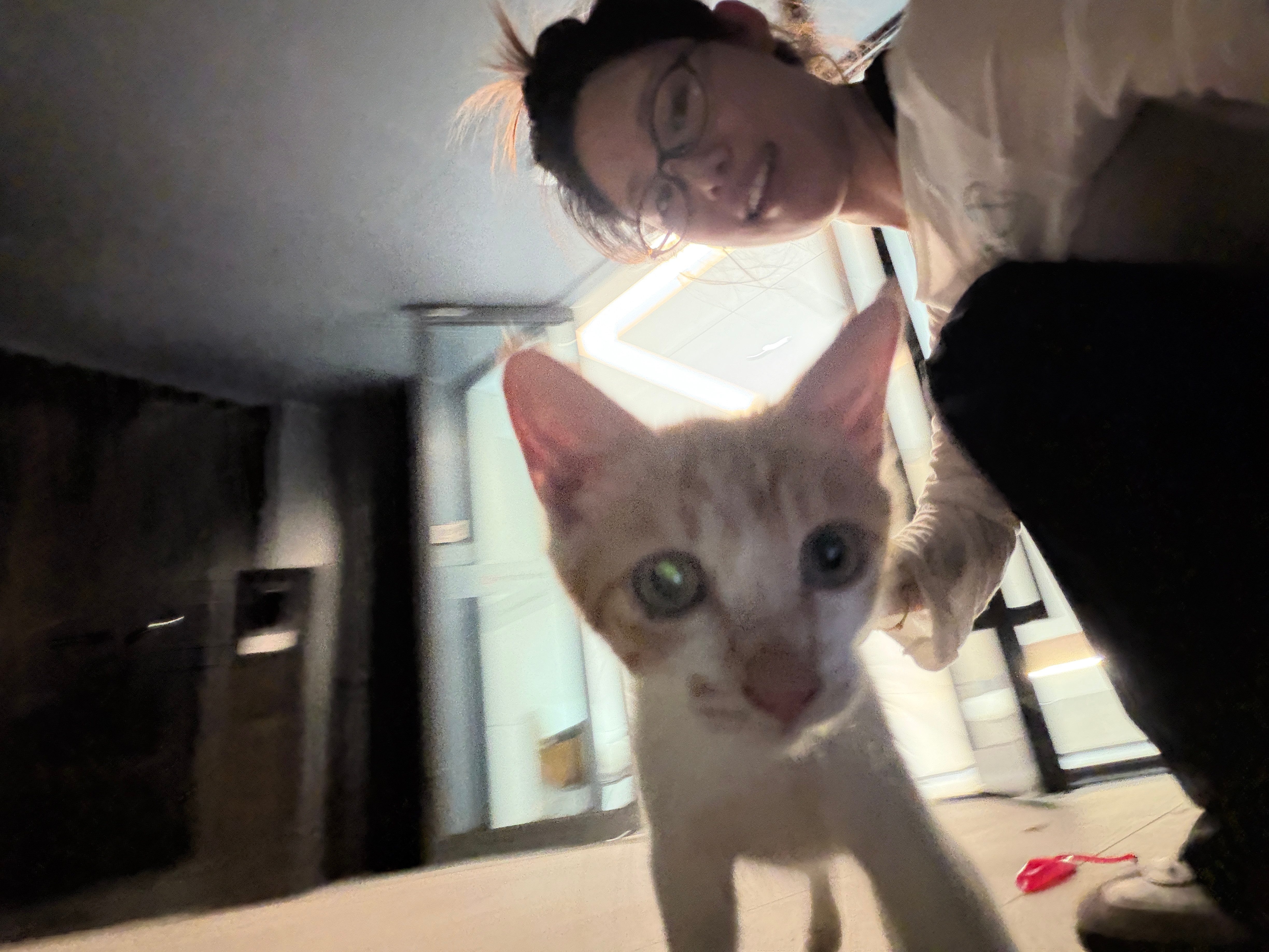 这个小猫一点也不怕人特别亲人黏的呀还有一只小猫特别警惕我一过去他就跑我就把