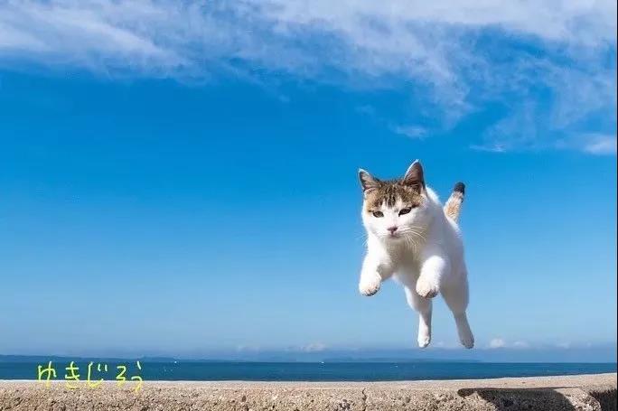 猫咪们跃起时的抓拍，莫名可爱呀(Ins:yukijirounyan)