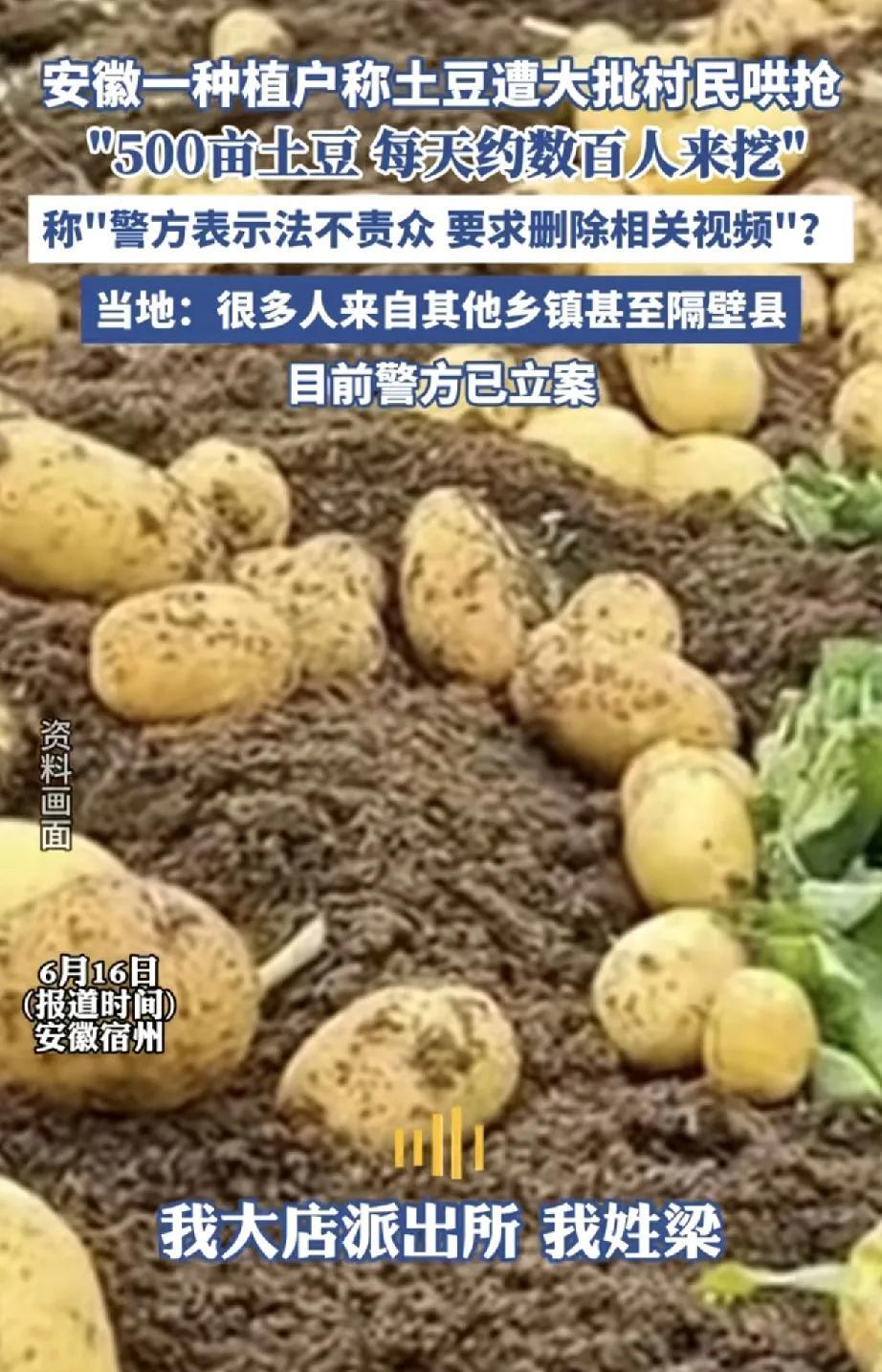 近日，安徽宿州埇桥区解集镇发生一起500亩土豆遭大批村民哄抢事件，引发社会广泛关