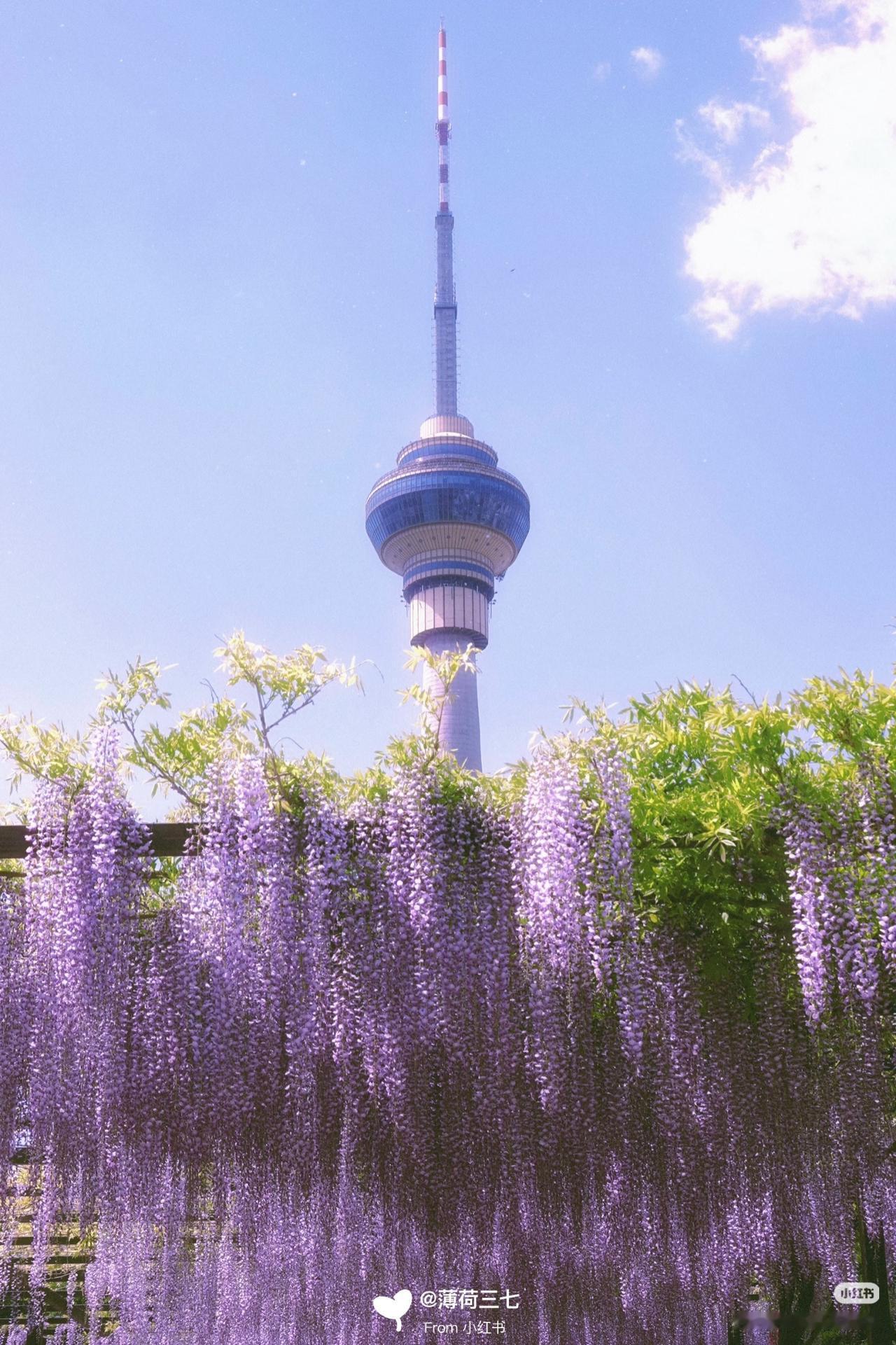 玉渊潭不止樱花来邂逅这片神级紫藤花瀑🌸4月的玉渊潭除了樱花还有紫藤，公园