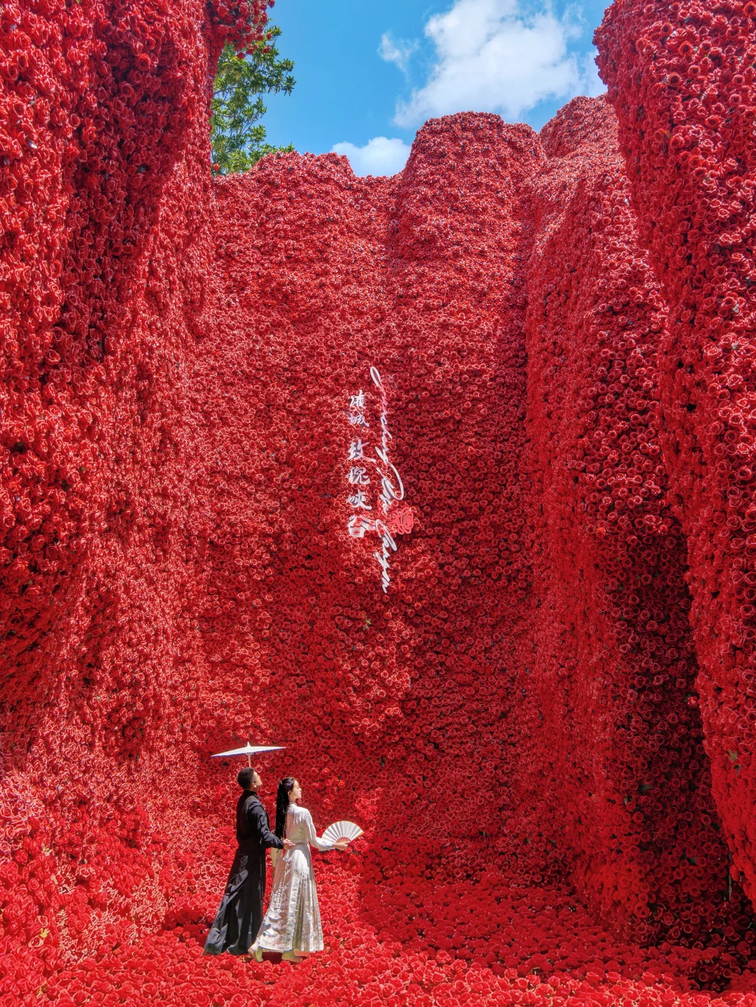 江浙沪1h🌸万朵玫瑰开放 美疯了！！！