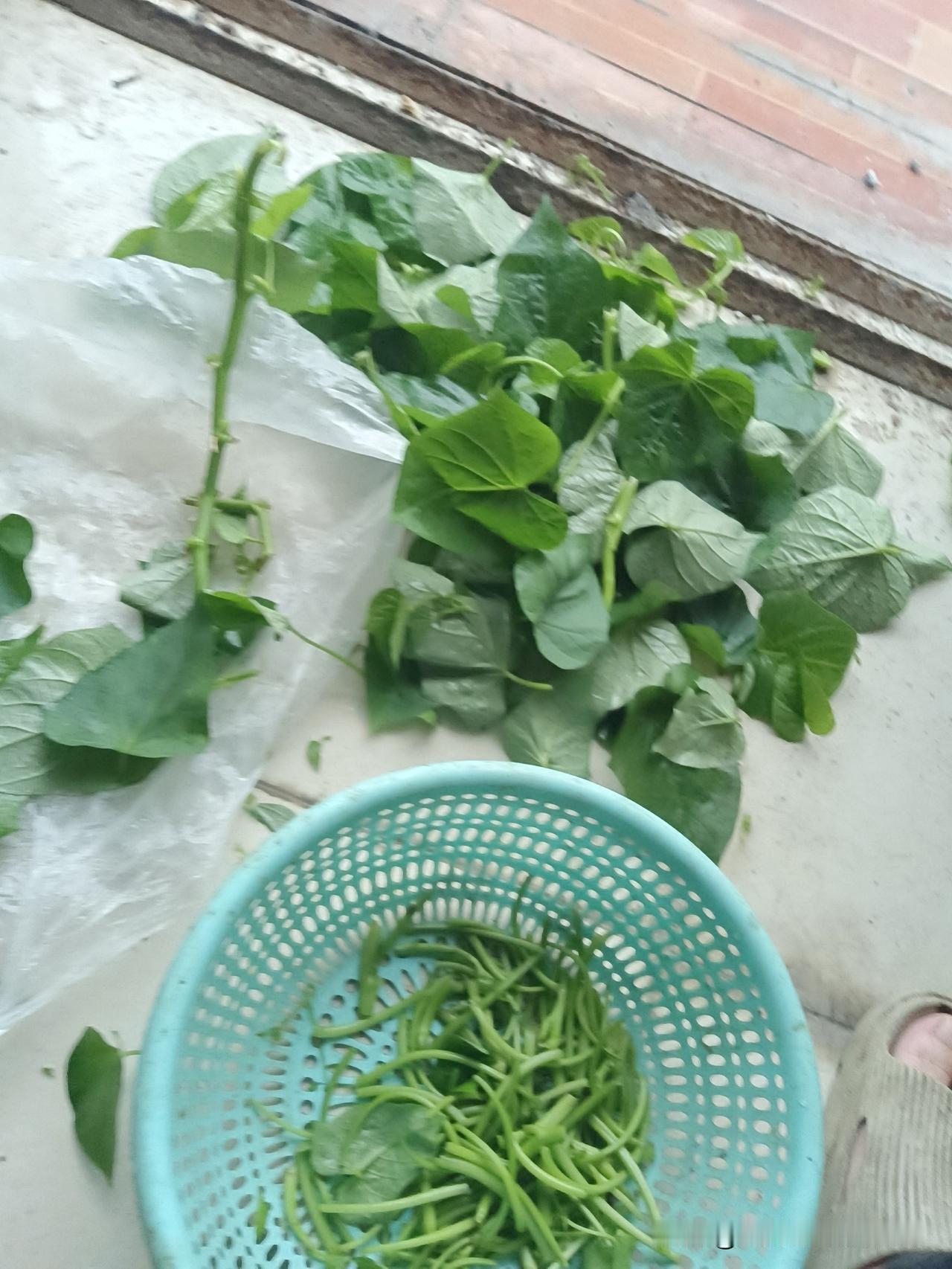 薯藤嫩杆是一种美味，以前都用来喂猪。老杆可插在泥土里，几天可长起来，又是红薯叶一