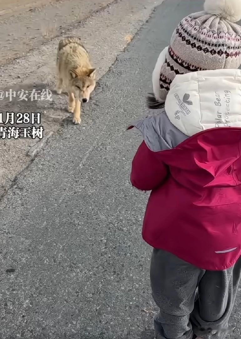 女子在可可西里给6岁女儿拍摄喂狼的视频你们都看了没有？视频是在可可西里地区的