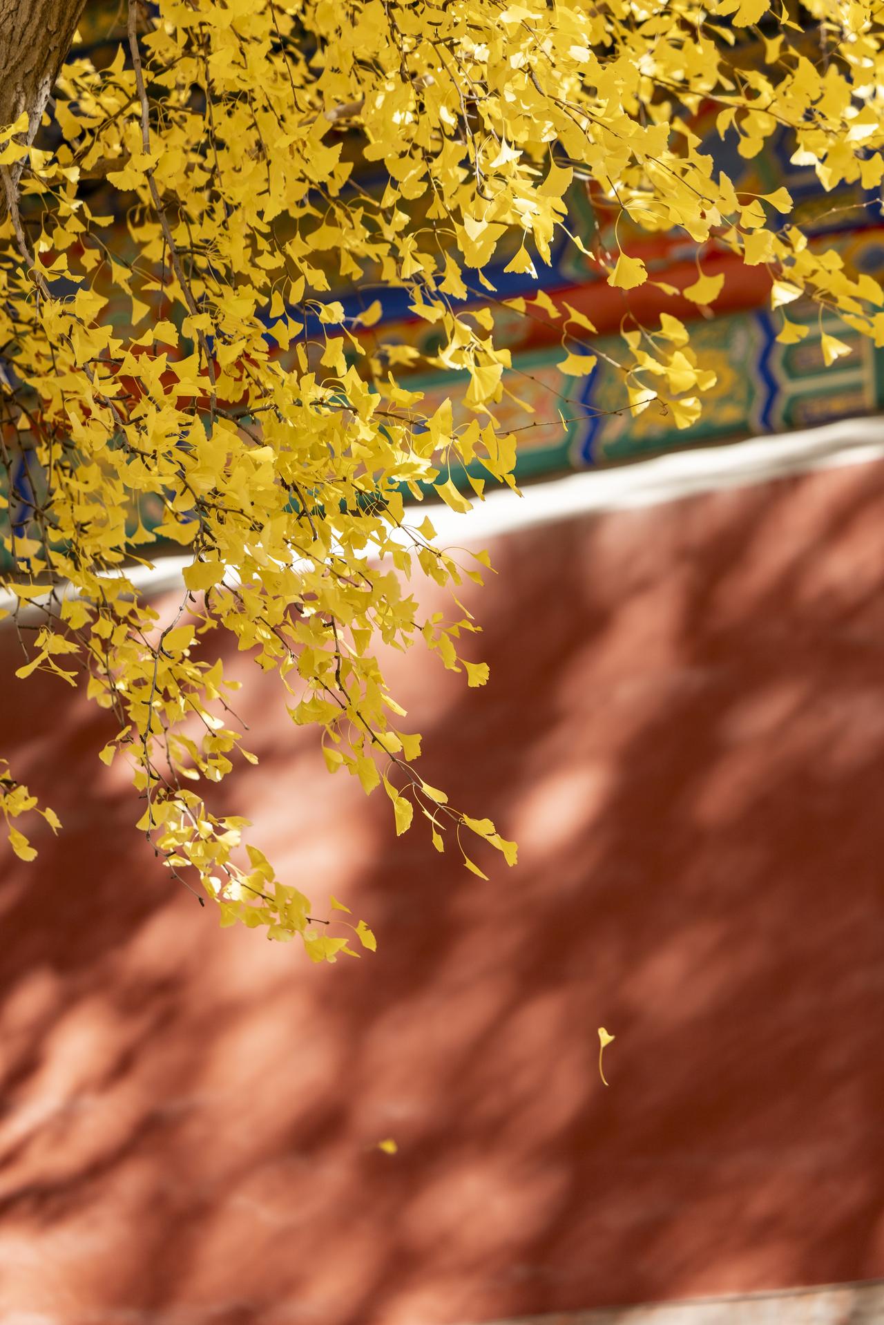 红墙斑驳着岁月，银杏绚烂了深秋，一阵轻风拂来，树叶扑簌簌地落下——这是故宫盛大而