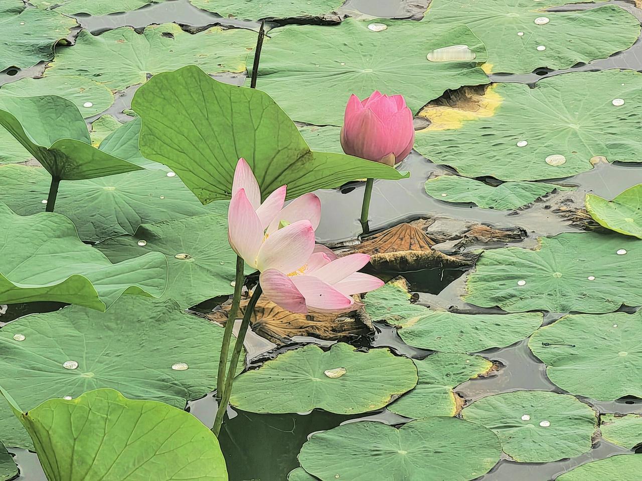 庄子如何看待生命长短这件事？庄子说：“莫寿于殇子，而彭祖为夭”。这句话出自《庄
