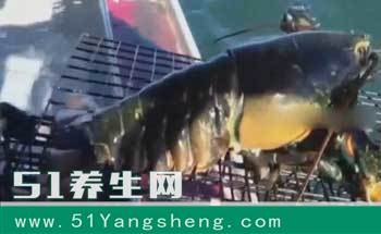男子深海捕捉到巨型龙虾, 看到它尾巴后, 果断将其放生!