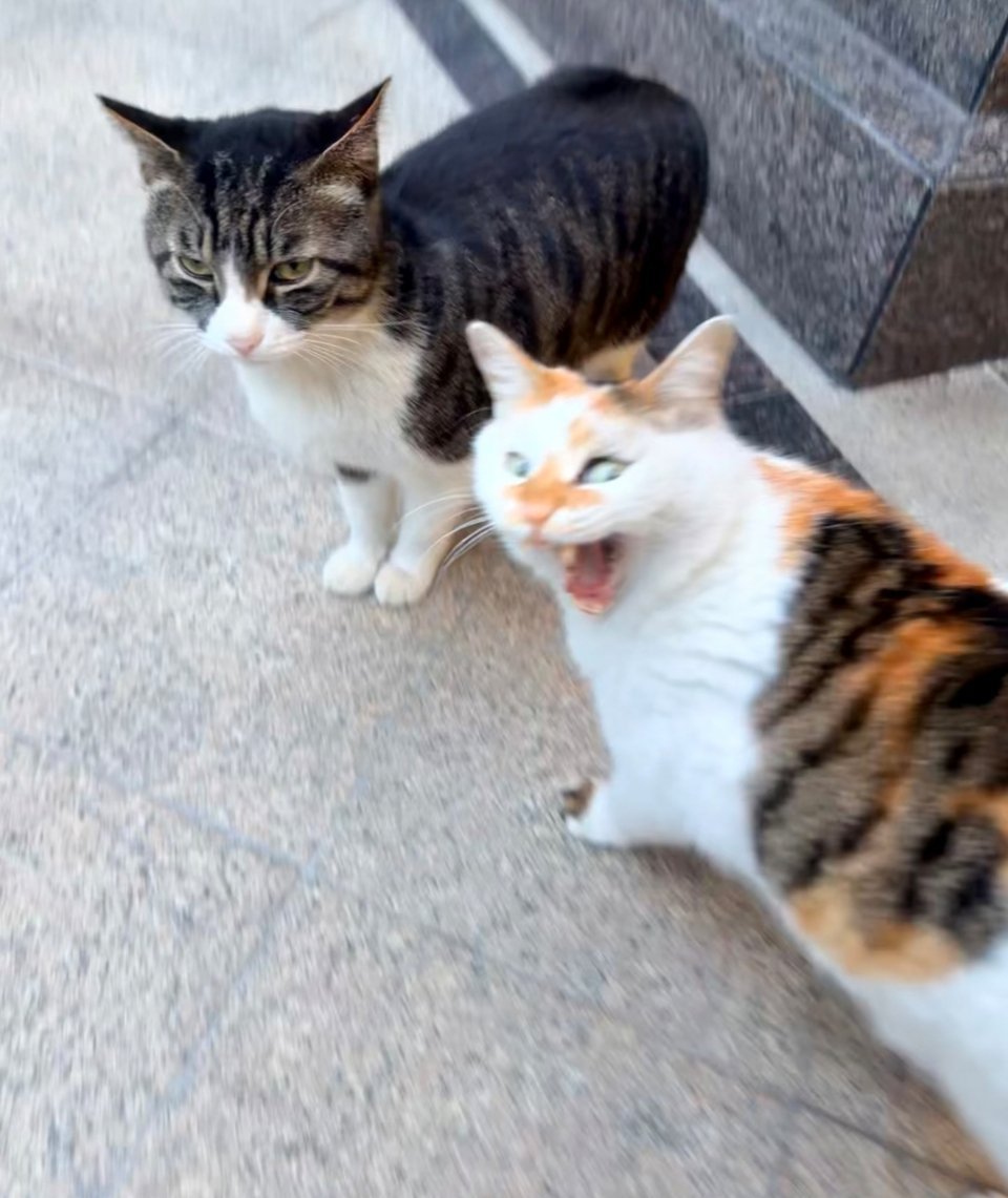 啊啊啊啊啊啊啊啊啊啊啊……