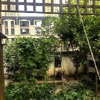 今天天气多云，有点儿微风，过来收拾收拾我的小菜园。扁豆角还没有开花，辣椒已经采摘