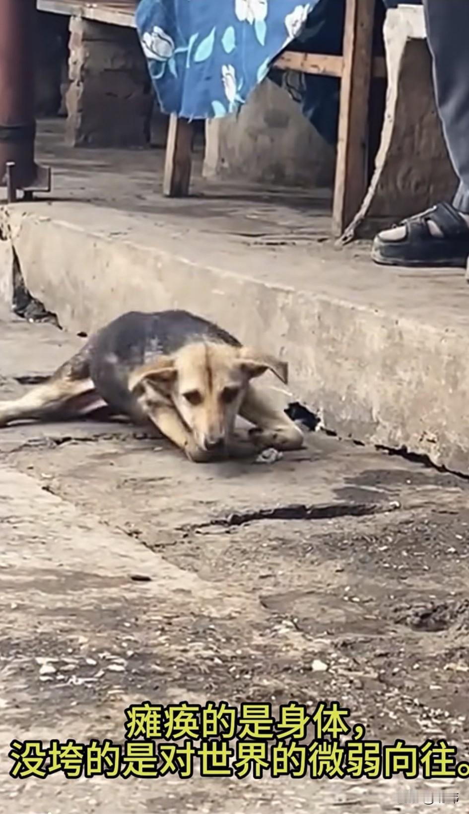 太可怜了！这天一只残疾的流浪狗因为几天没怎么吃东西，只好凄惨的拖着不会动的两条后