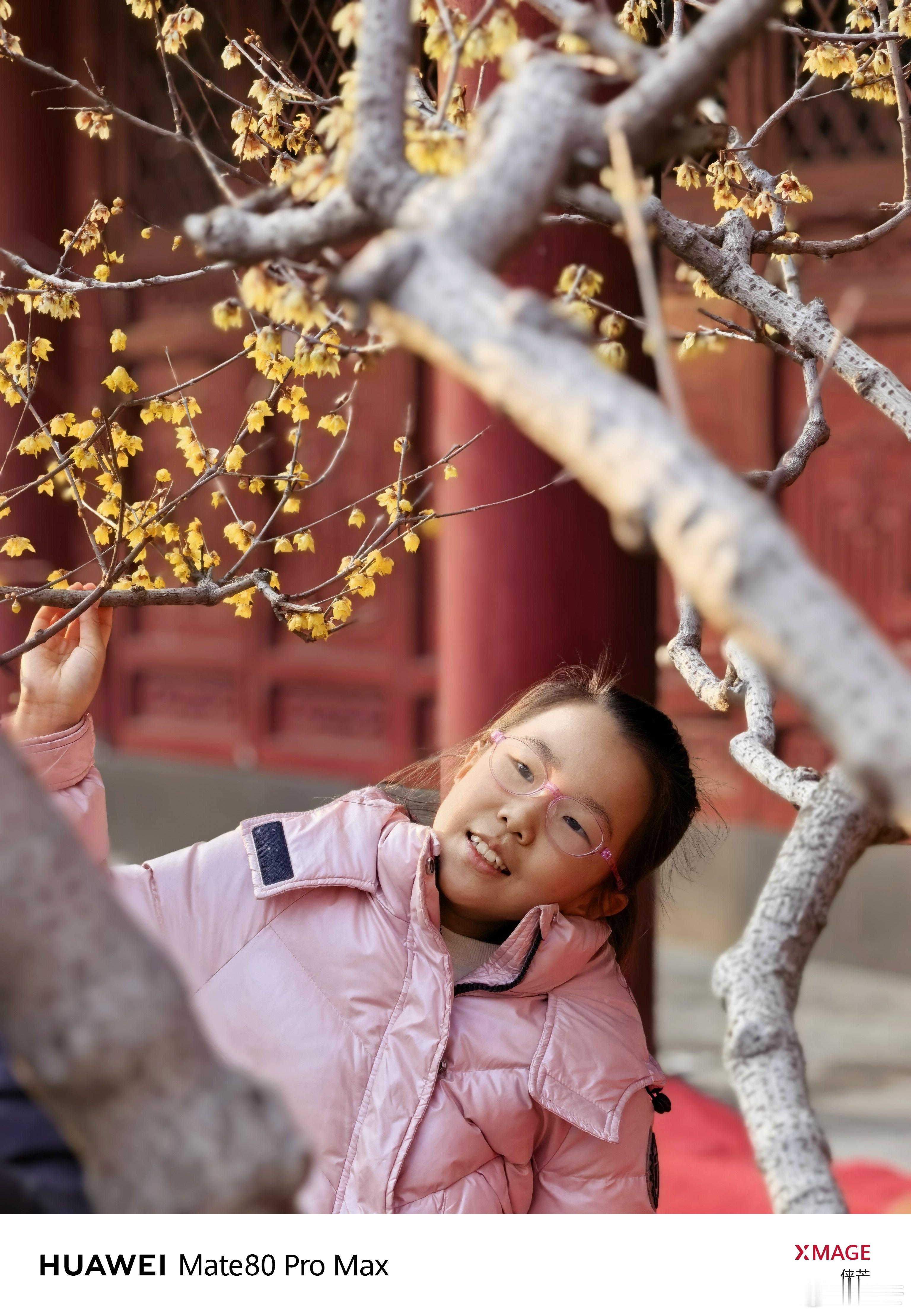 卧佛寺蜡梅香，蜂恋梅香，人陶醉。摄影