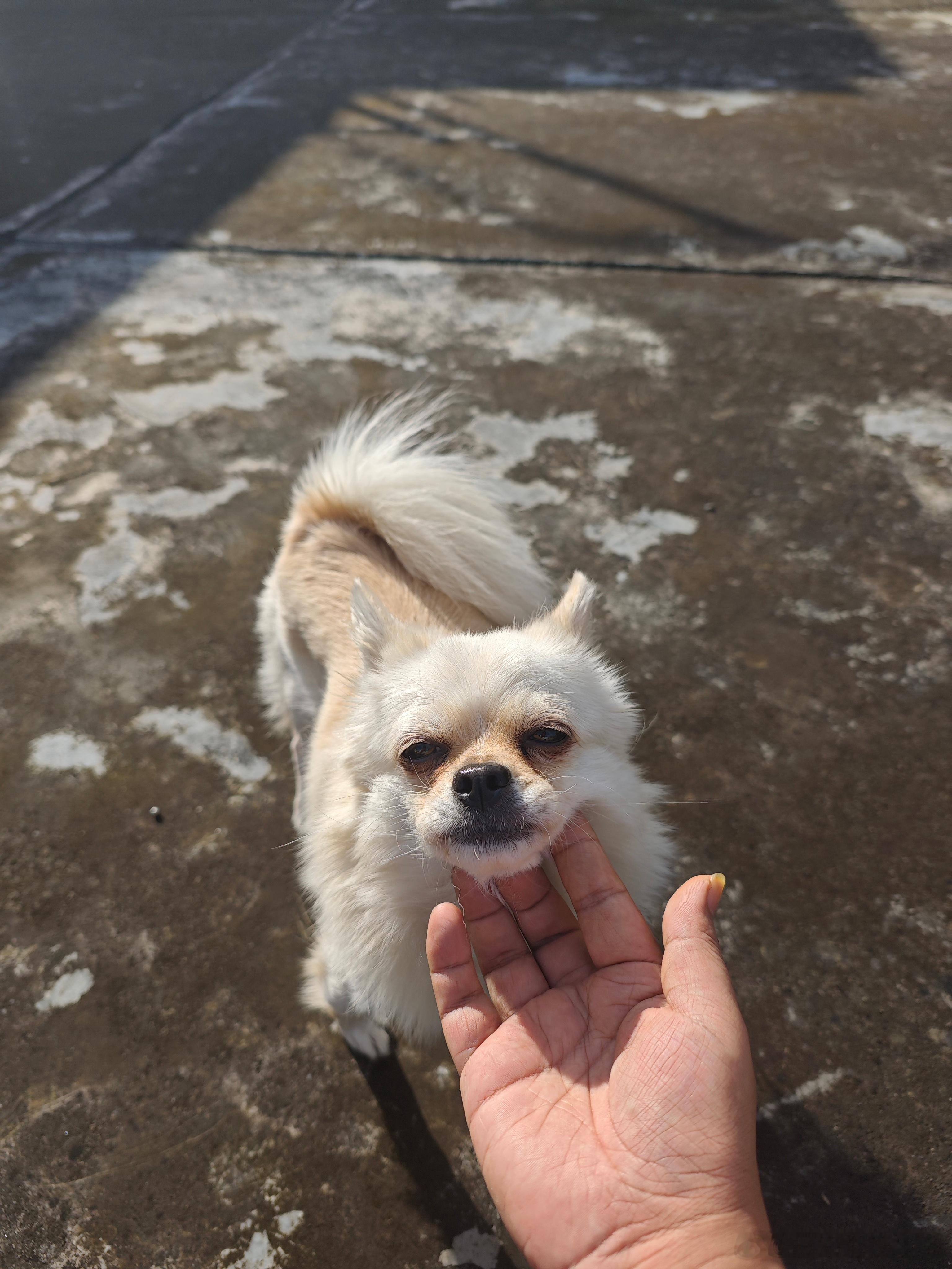 凑凑小狗🌞​​​