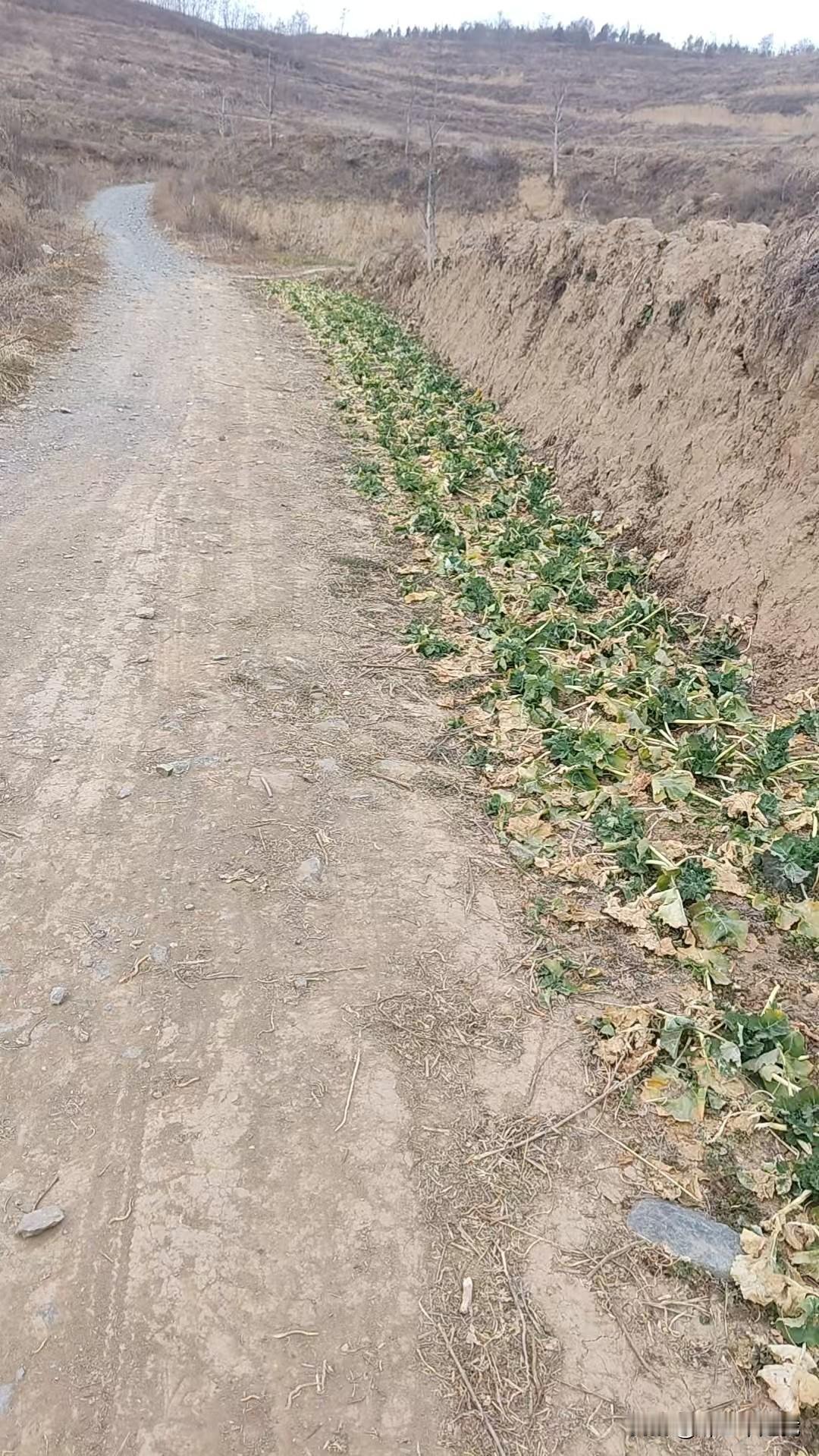 “要想富，先修路！”路刚修好，可是又没了。走完这段路，终于知道有些人为啥