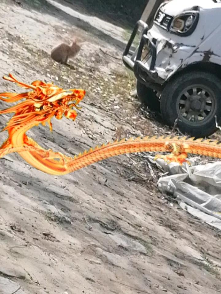 猫咪带来不少快乐，也打坏了我不少碗，偷吃了我几箱火腿肠[捂脸哭][捂脸哭]