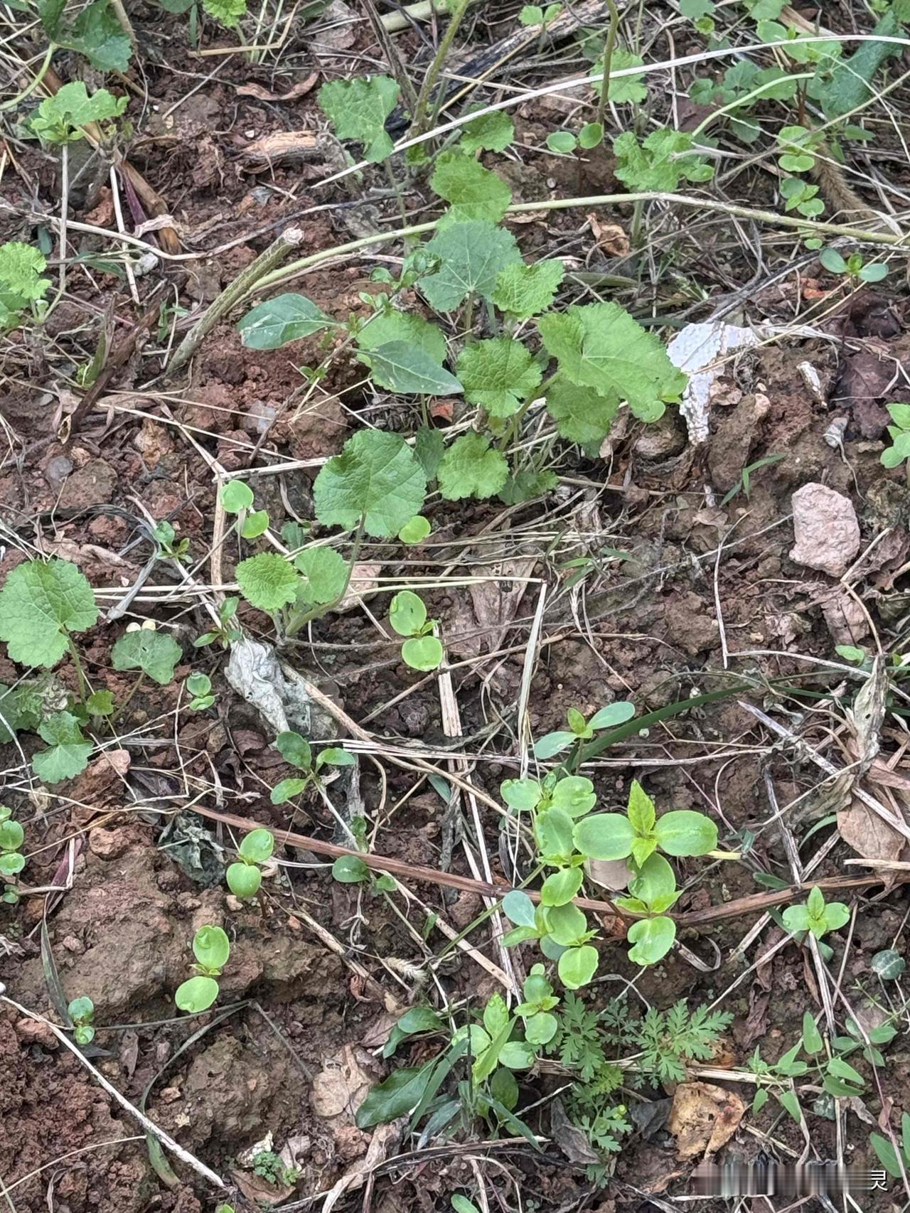 今年开过的花，已经长了籽，好多籽掉在地上，现在已经又长出了好多小苗。我现在发愁