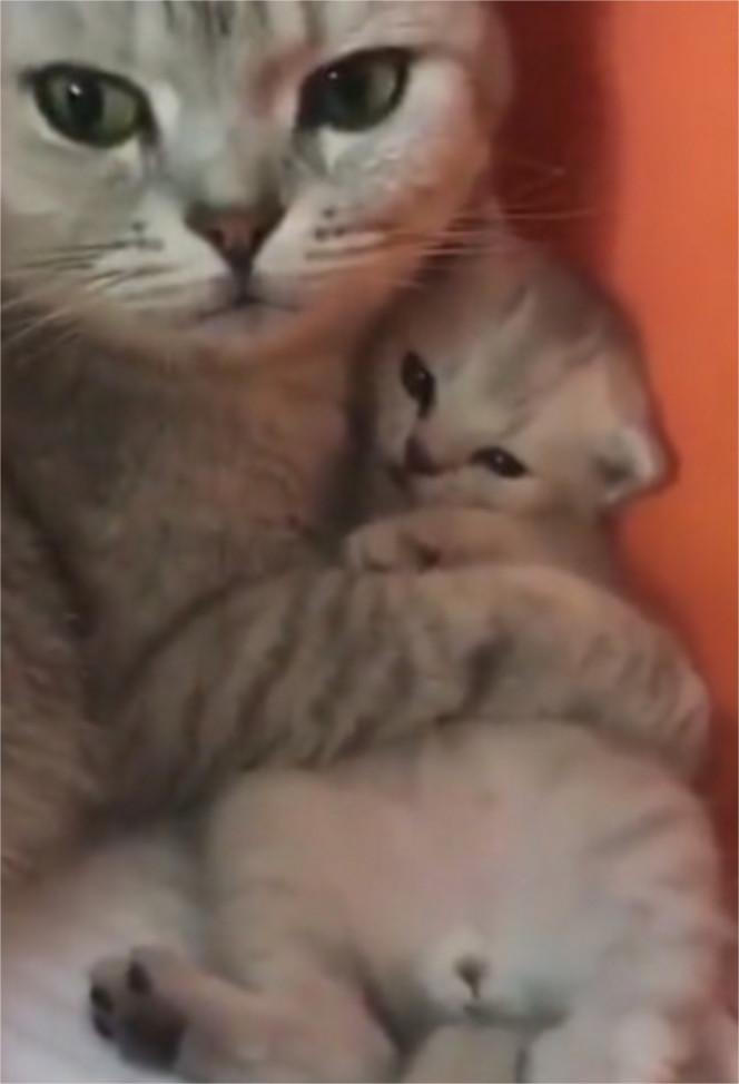 猫妈妈不舍得孩子被送走, 见到这种东西后, 瞬间就没了原则!