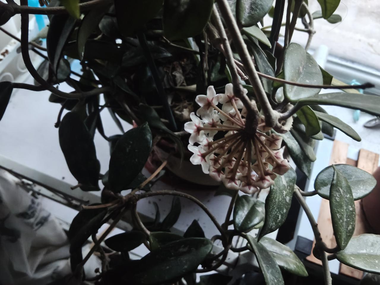 伯嚭为什么成为江浙一带骂人的话？伯嚭原来是楚国贵族的后代，他的父亲卻宛正直