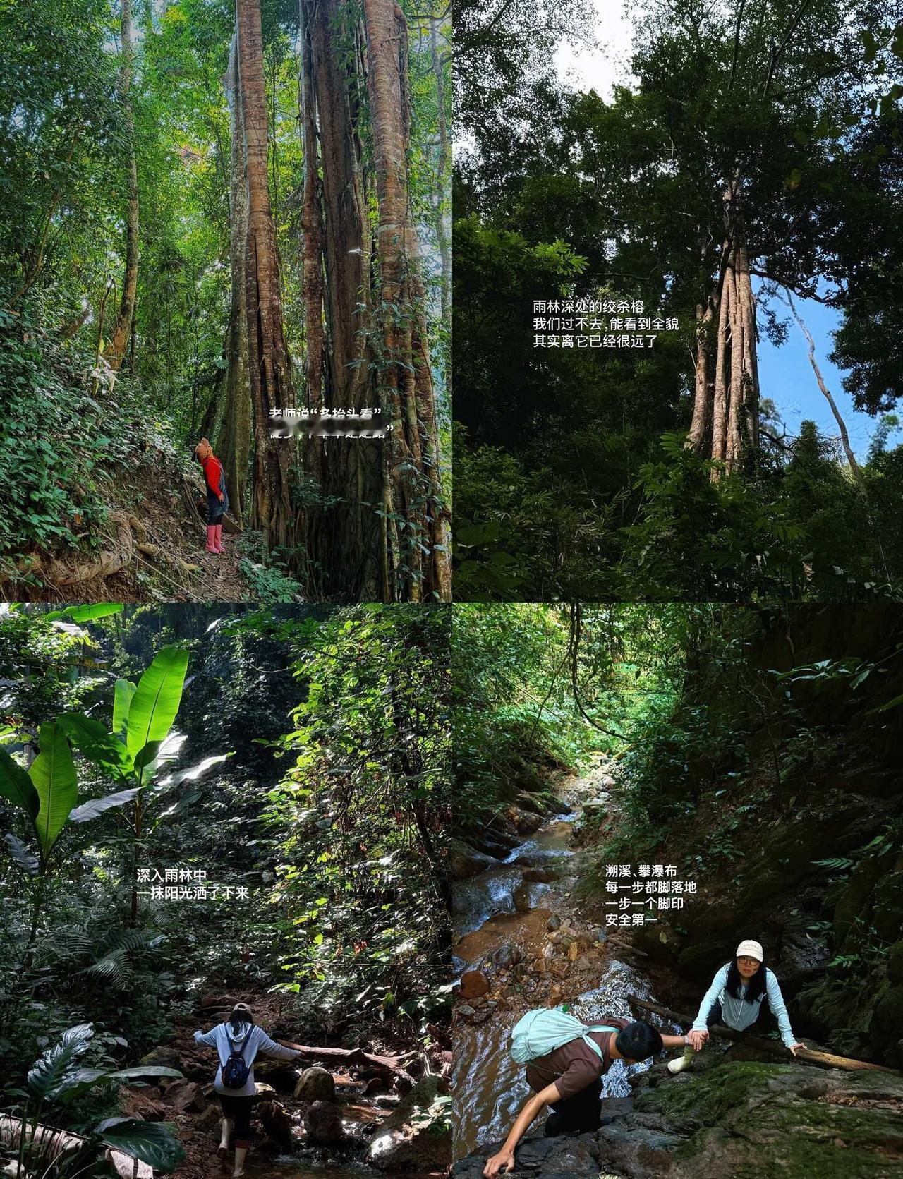 西双版纳|一头扎雨林里，10km徒步太爽了还是大自然最治愈✨一头扎进湿润
