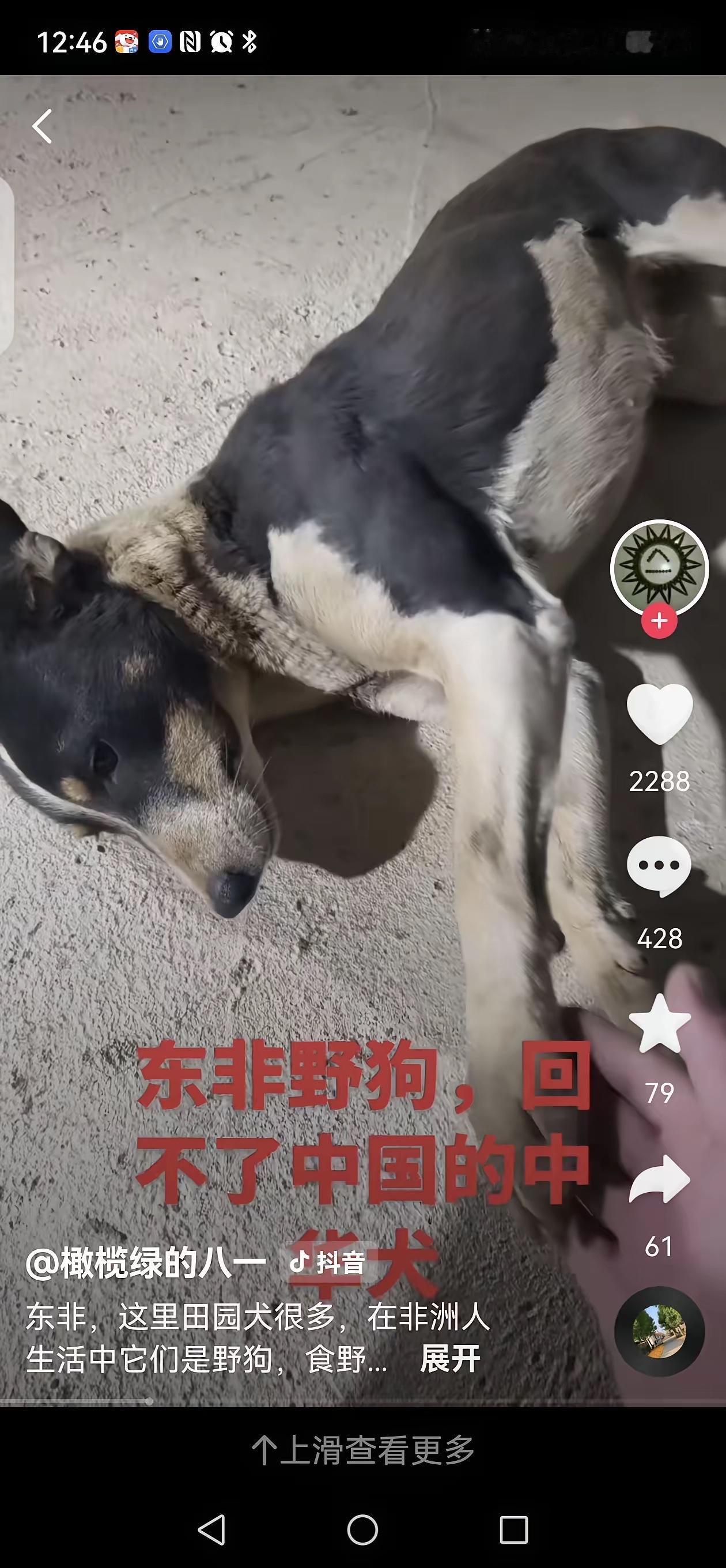很多人不知道，不少国人远赴非洲务工生活，都会带上自家的中华田园犬看家护院。这些狗