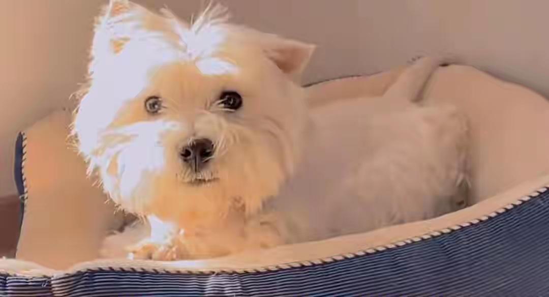 这样的判决具有明显的导向作用，也等于宣布了猫狗等宠物具有无上的法律地位，是一些极