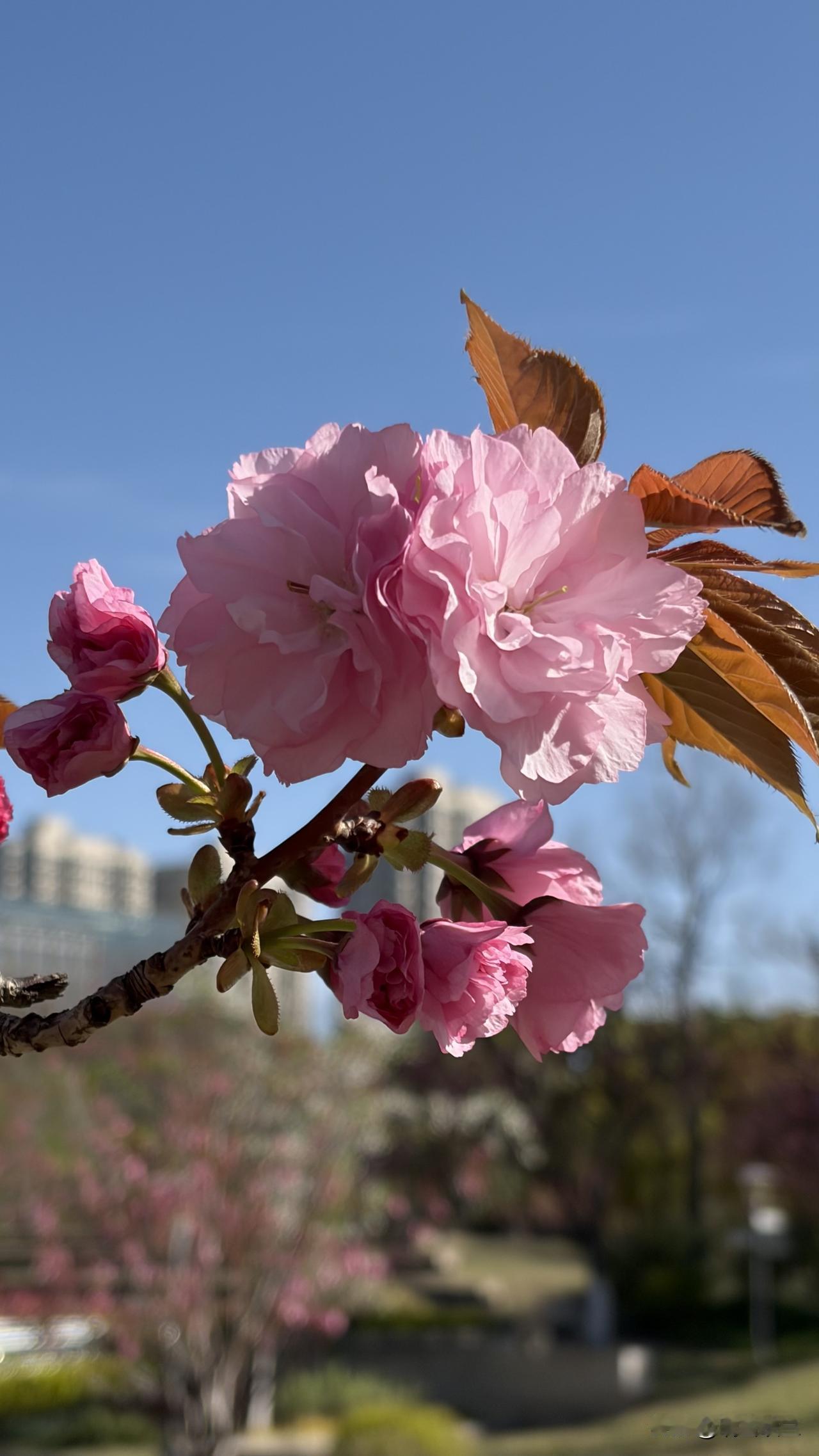 有些事情真的是说不清楚。朋友的发小，在北京工作生活，老公是一个公司的老总，