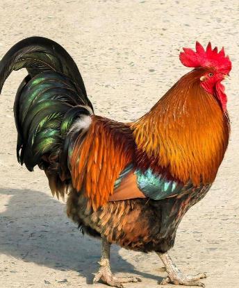 什么叫“一物降一物”？鸡，再明显不过了，大公鸡被称为“纯阳之体”，什么蜈蚣、蝎子