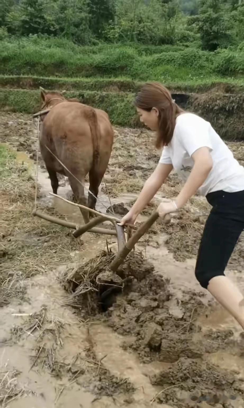 白衫女子踩泥塘，手扶犁耙伴牛忙。不靠虚荣不靠宠，回乡务农心舒畅。