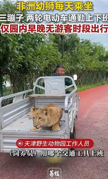 天津野生动物园，一只非洲幼狮每天坐三蹦子上下班，端坐车斗里的样子像极了早高峰的打