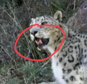 看看野生雪豹的獠牙，足有3厘米，这真要一口下去，不得干废。不要把野生动物当病猫，