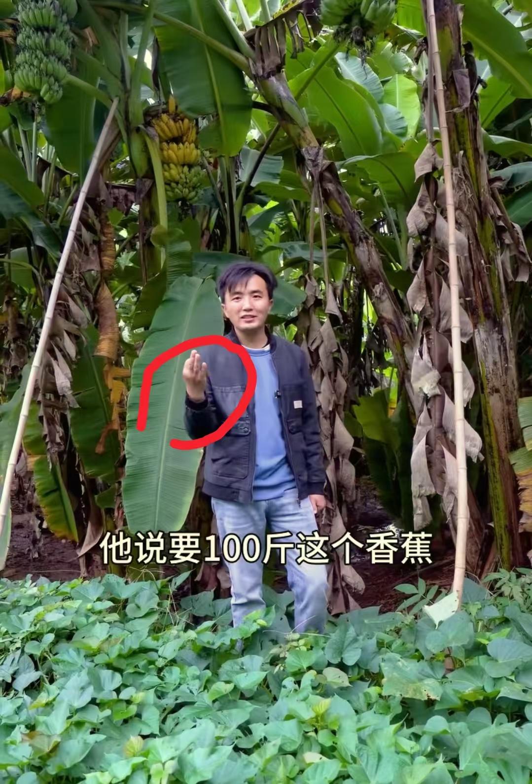 现在全网最后悔的男人就是徐三娃了吧！不是因为拍视频没人看也不是因为今年的香蕉收