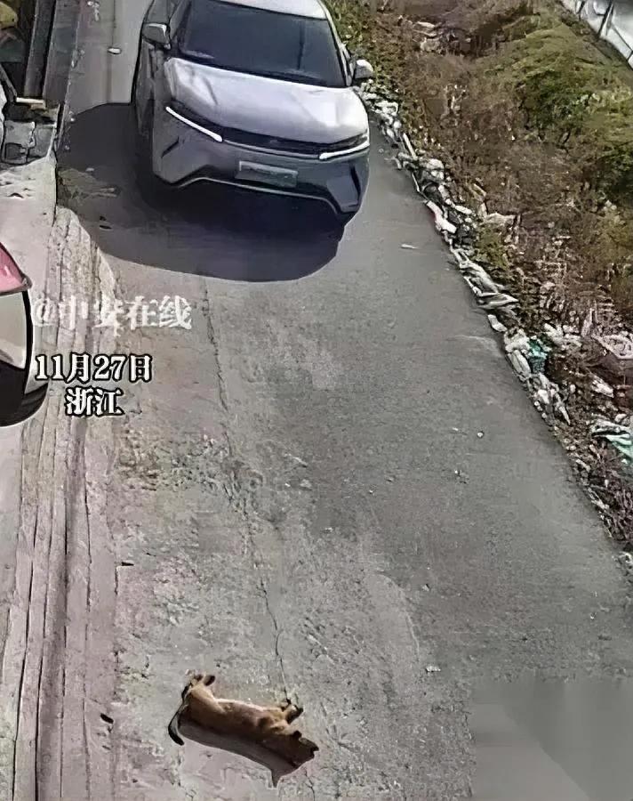 狗狗躺路中不动？司机按喇叭它仍不起直接开车轧过引争议！浙江这事儿最近吵翻