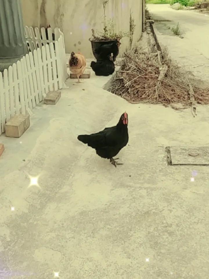 黄昏散养鸡吃饱喝足了，有的到处溜达，有的趴下休息