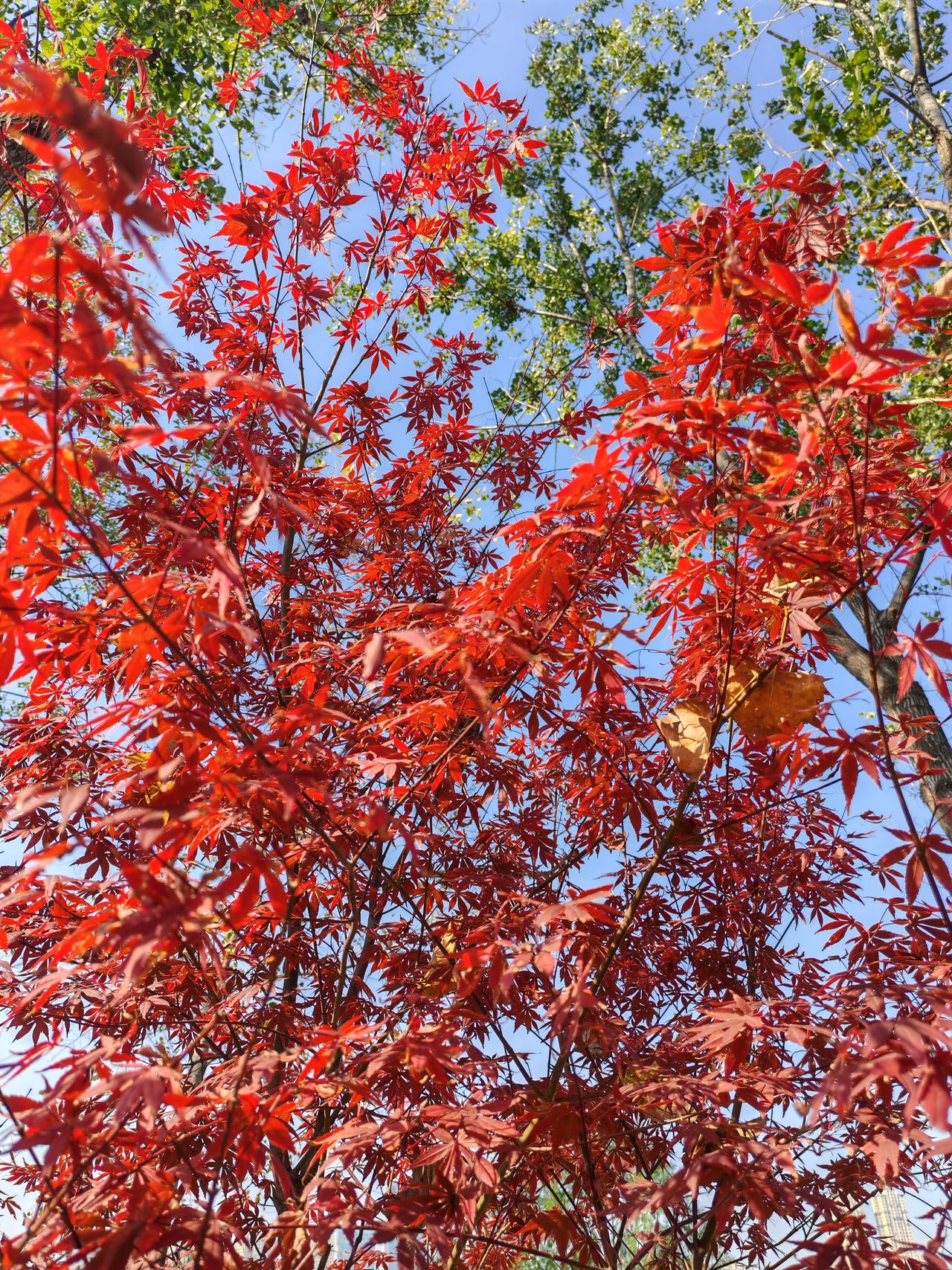 冬日生活打卡季不用去北京看香山红叶，武汉沙湖公园的红叶也十分美丽。
