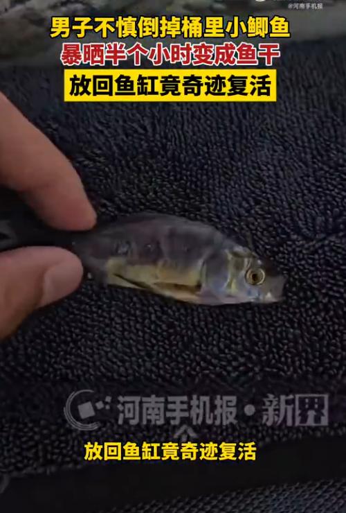 “解释不清了！”8月5日海报新闻报道，河南一男子倒水时忘了桶里有条小鱼，一起倒
