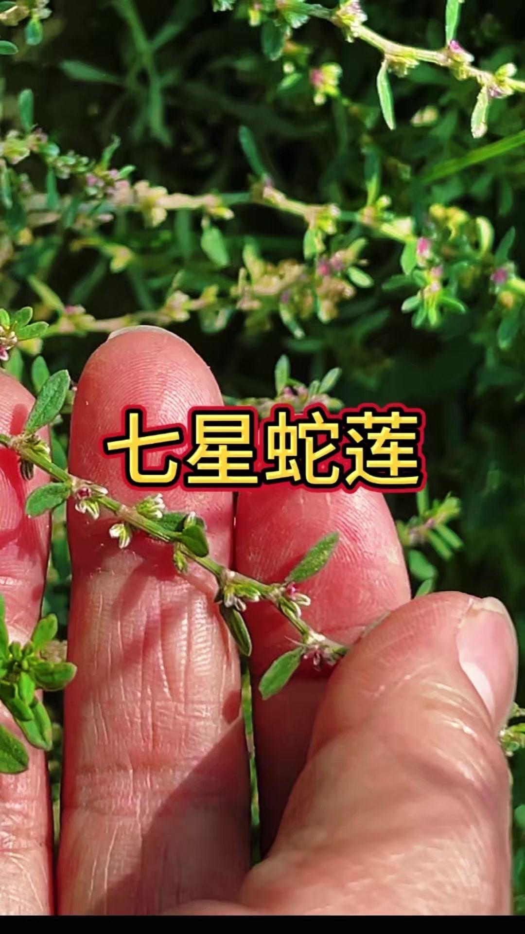 路边常见的“救命草”你认识吗？它身上布满密密麻麻的小花，农村路边随处可见。但你可