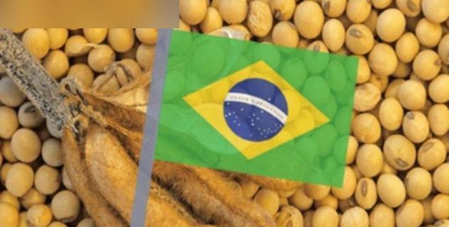 中美贸易战暂停，中国重新大量购买美国大豆，此举最受伤的应该就是巴西大豆出口商了！