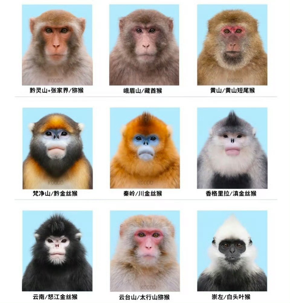 猴子证件照了解一下…🐒