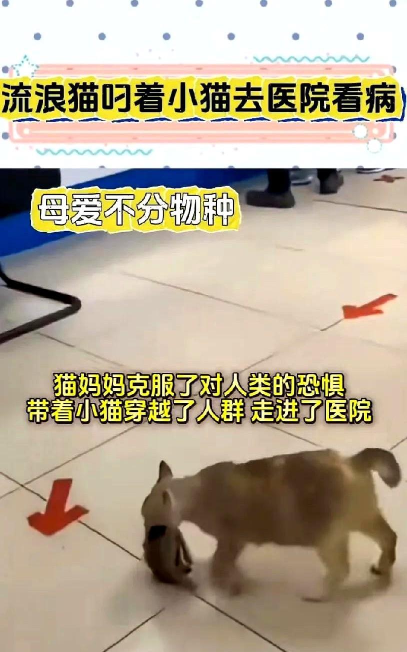 母爱不分物种，一只流浪猫居然叼着生病的小猫克服了对人类的恐惧，艰难的把它叼到宠物