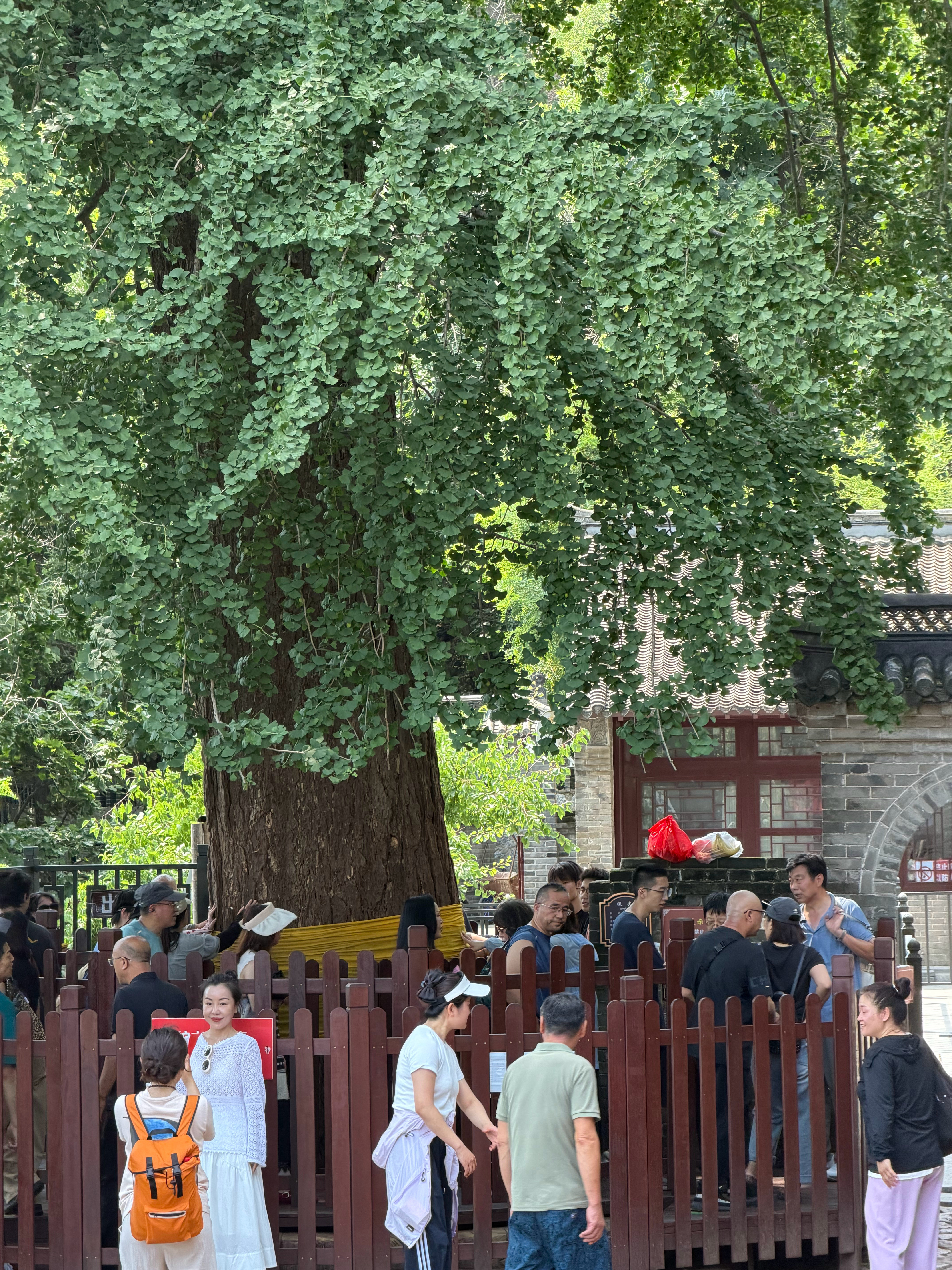 第一次到大孤山，目光容易被山海大景吸引；再走一遍，才会注意到古树不同的姿态：有的