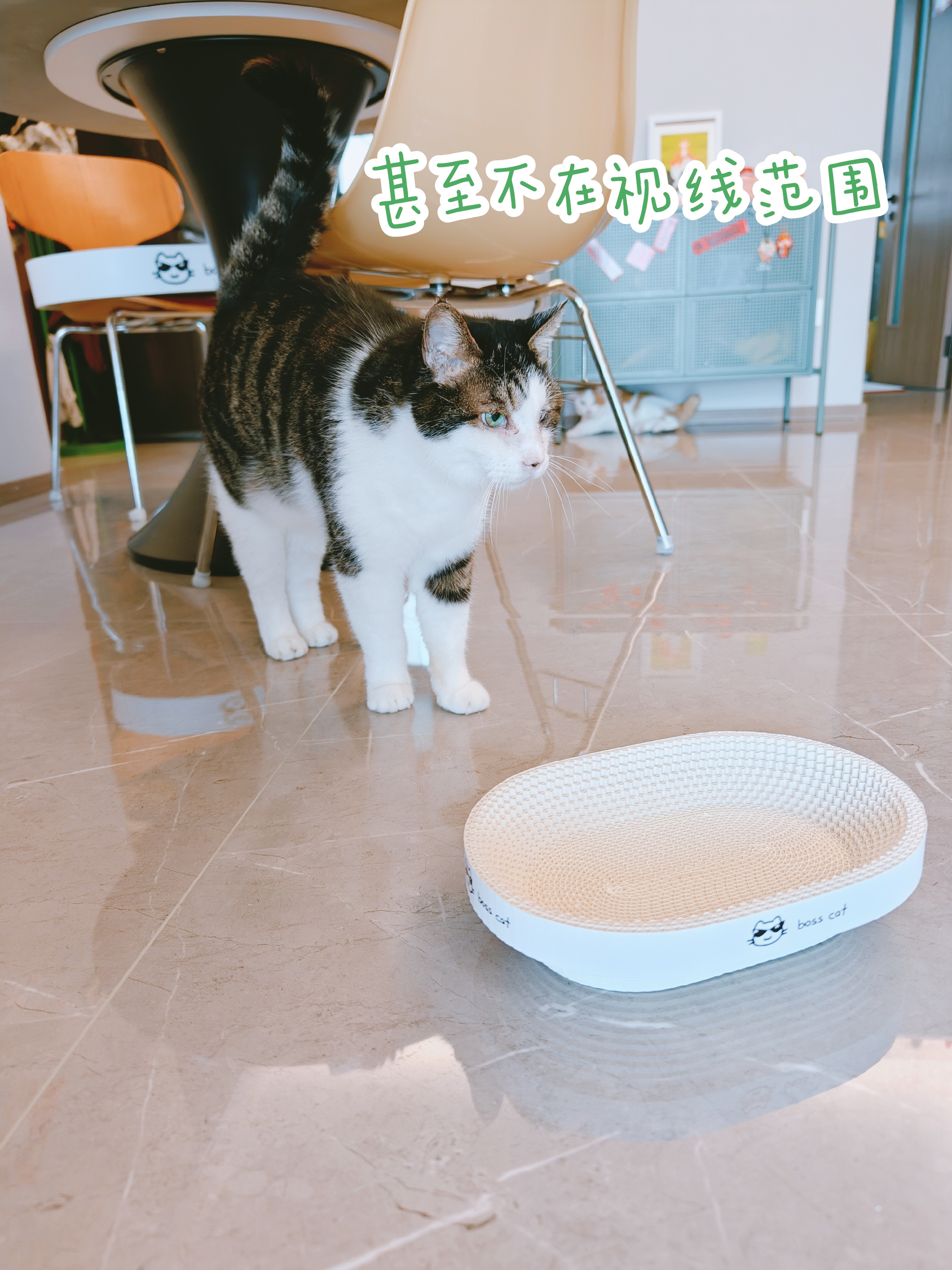 猫抓板买小了，变成了泡脚盆。感谢小胖锤给面子，抓了一下。