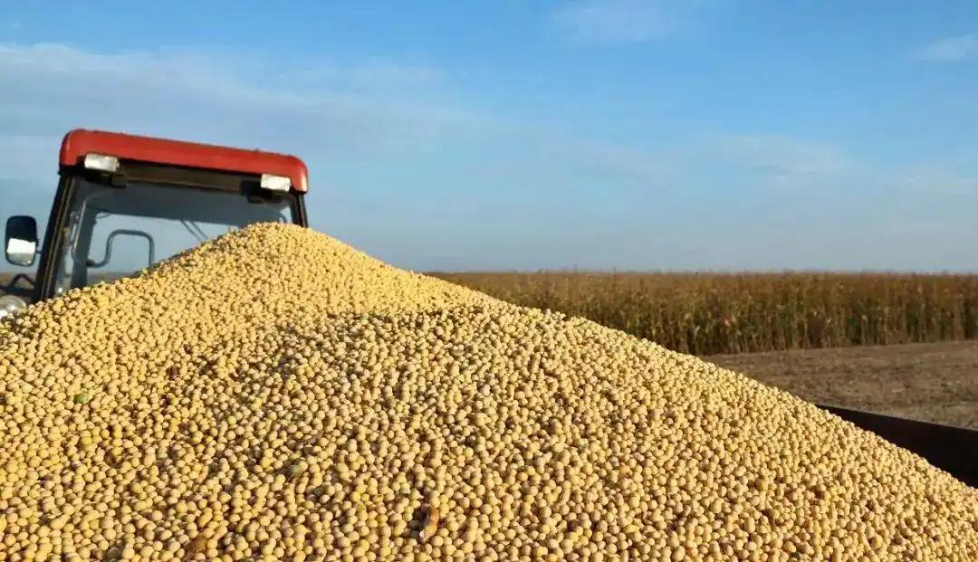 全世界都知道中国需要大豆,但不能把中国当作冤大头! 中国作为全球最大的大豆买