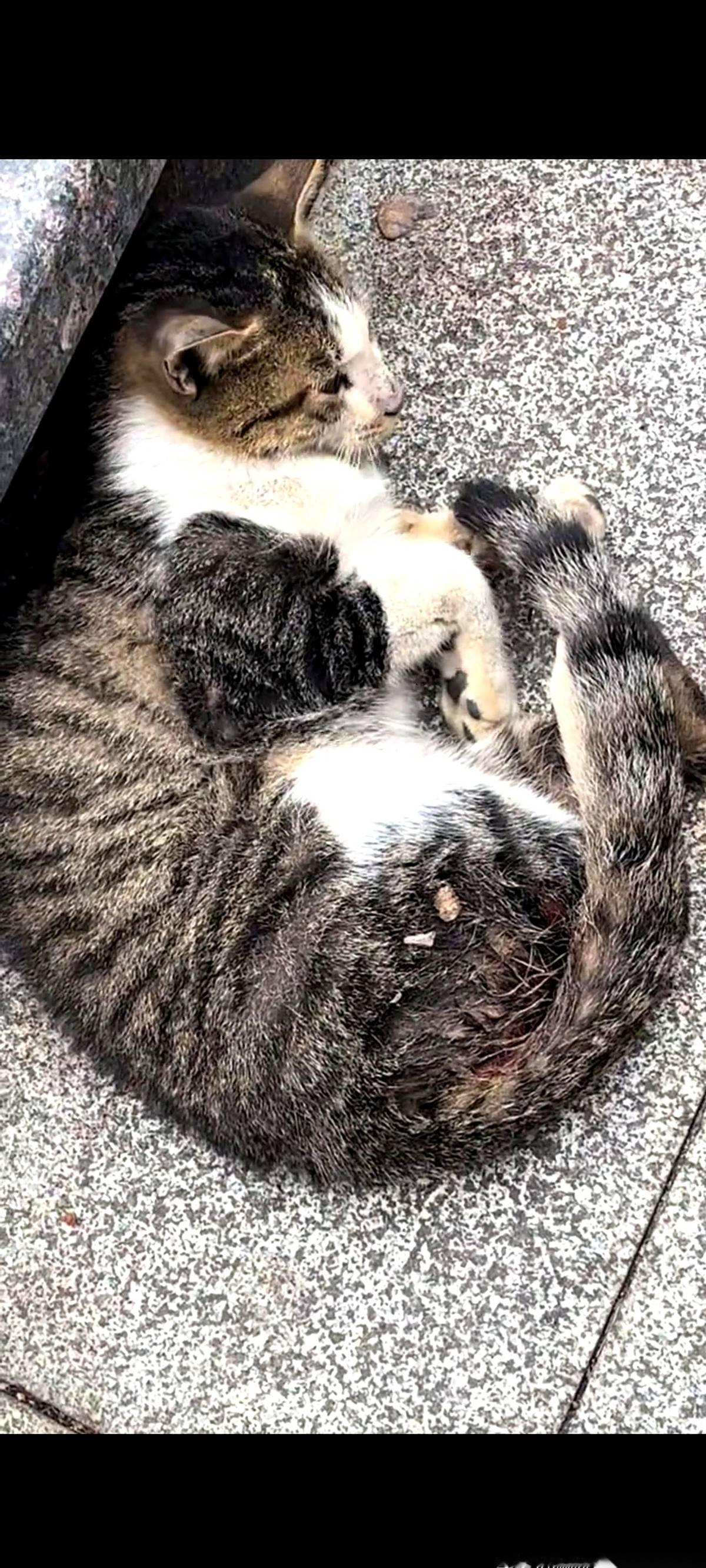 就那么一小团，缩在冰冷的马路牙子上。一开始还以为是哪个小懒猫在睡午觉，心里还笑