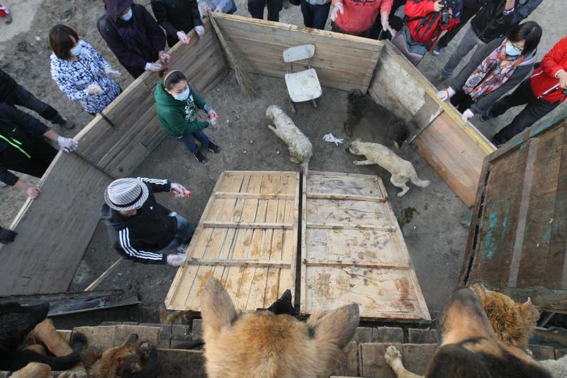 泪目！140斤大狗被送狗肉馆，女子600元拦下，洗澡时一声妈妈破防全网你敢信吗