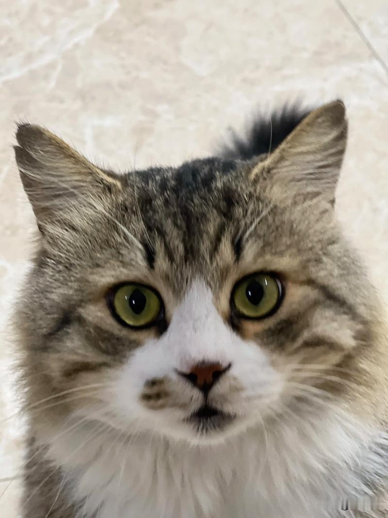 我经常投喂的那只流浪猫死了，听邻居说，是因为偷别人家的鱼被人害死了。2019