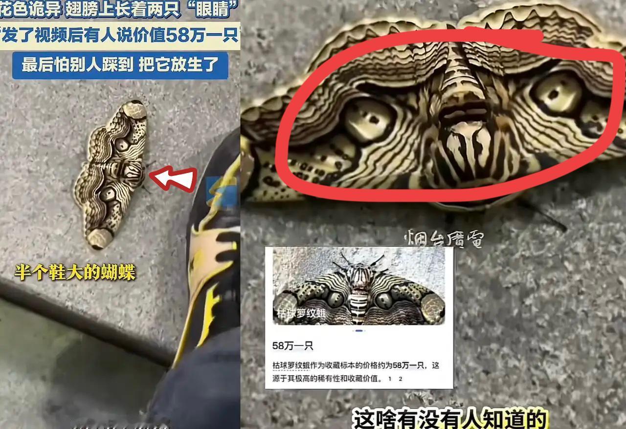谁懂啊！放走半只鞋大的虫子，竟错失58万！广东大哥路边随手放生的“怪虫”，竟