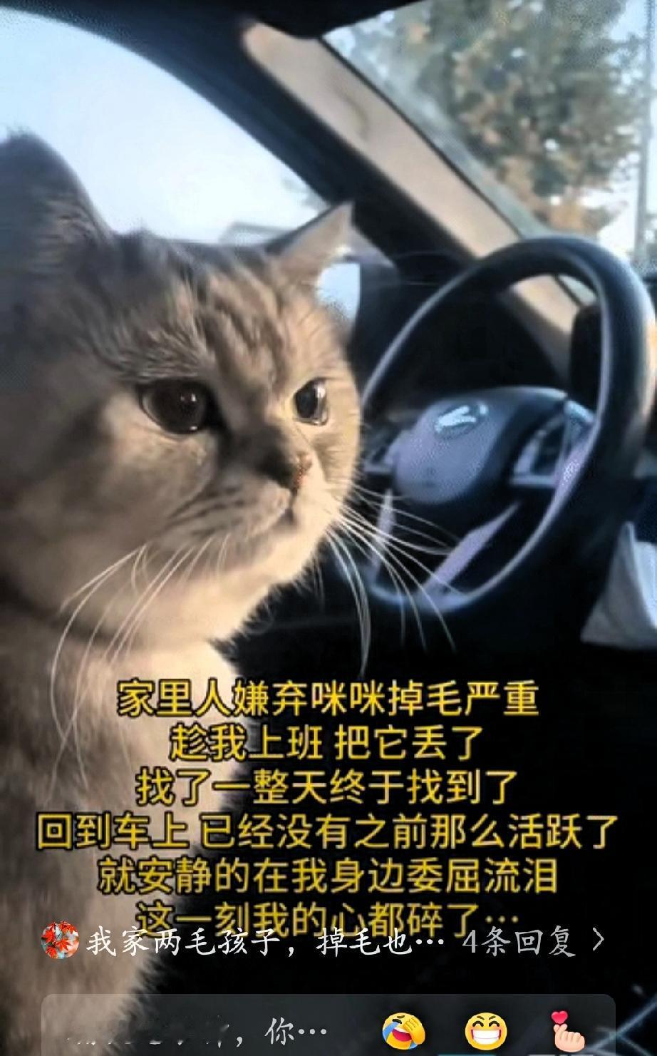 “太难受了”重庆一女子养了一只猫，家里人因为嫌弃猫咪掉毛，趁女子出门上班的时候，