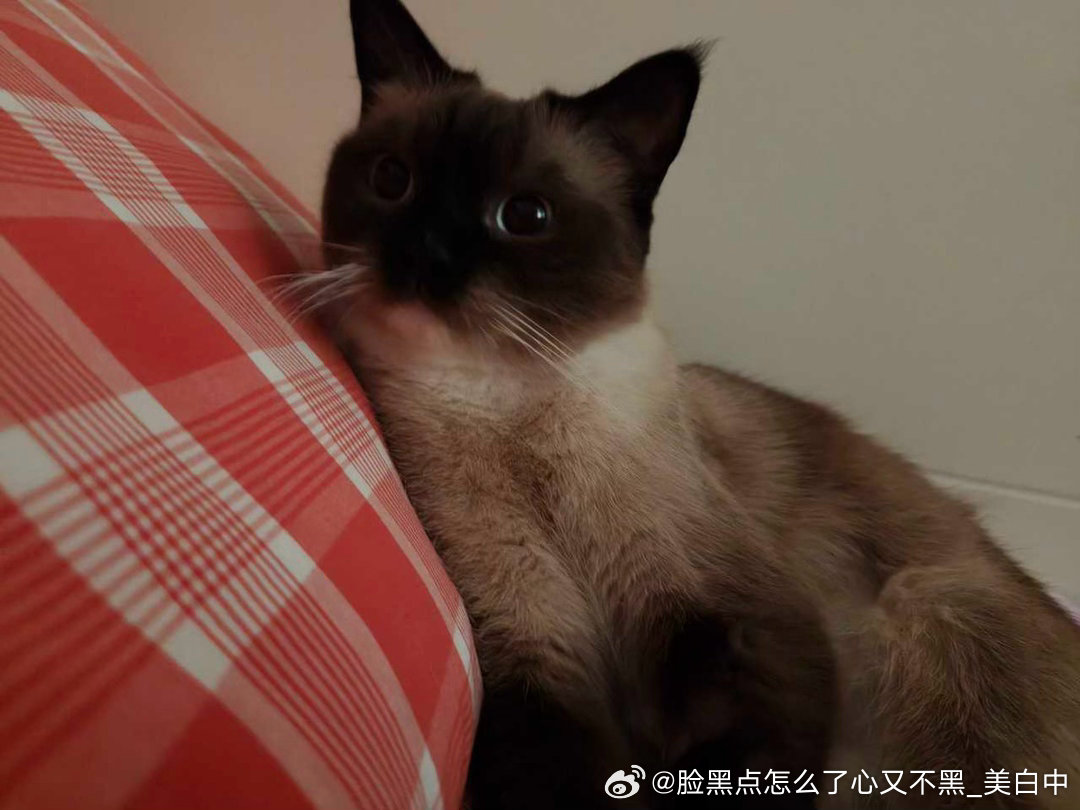 4171只黑脸小美女一个人？